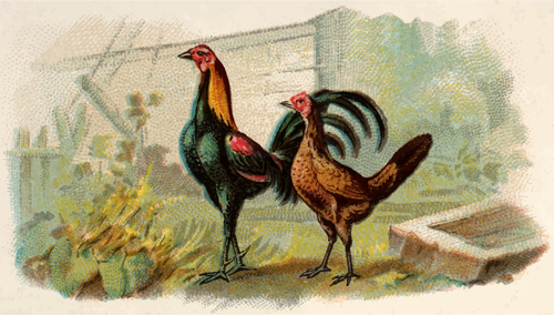 Two Hens Clipart