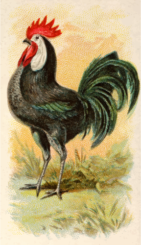 Black Spanish Chicken Clipart