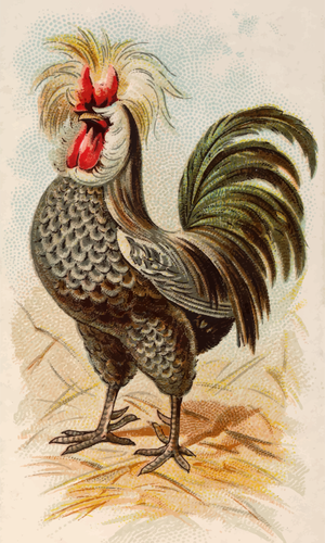 Houdan Rooster Clipart