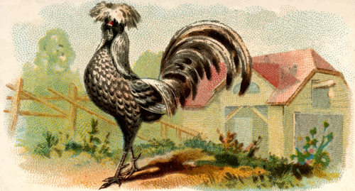 Color Illustration Of A Hen Clipart