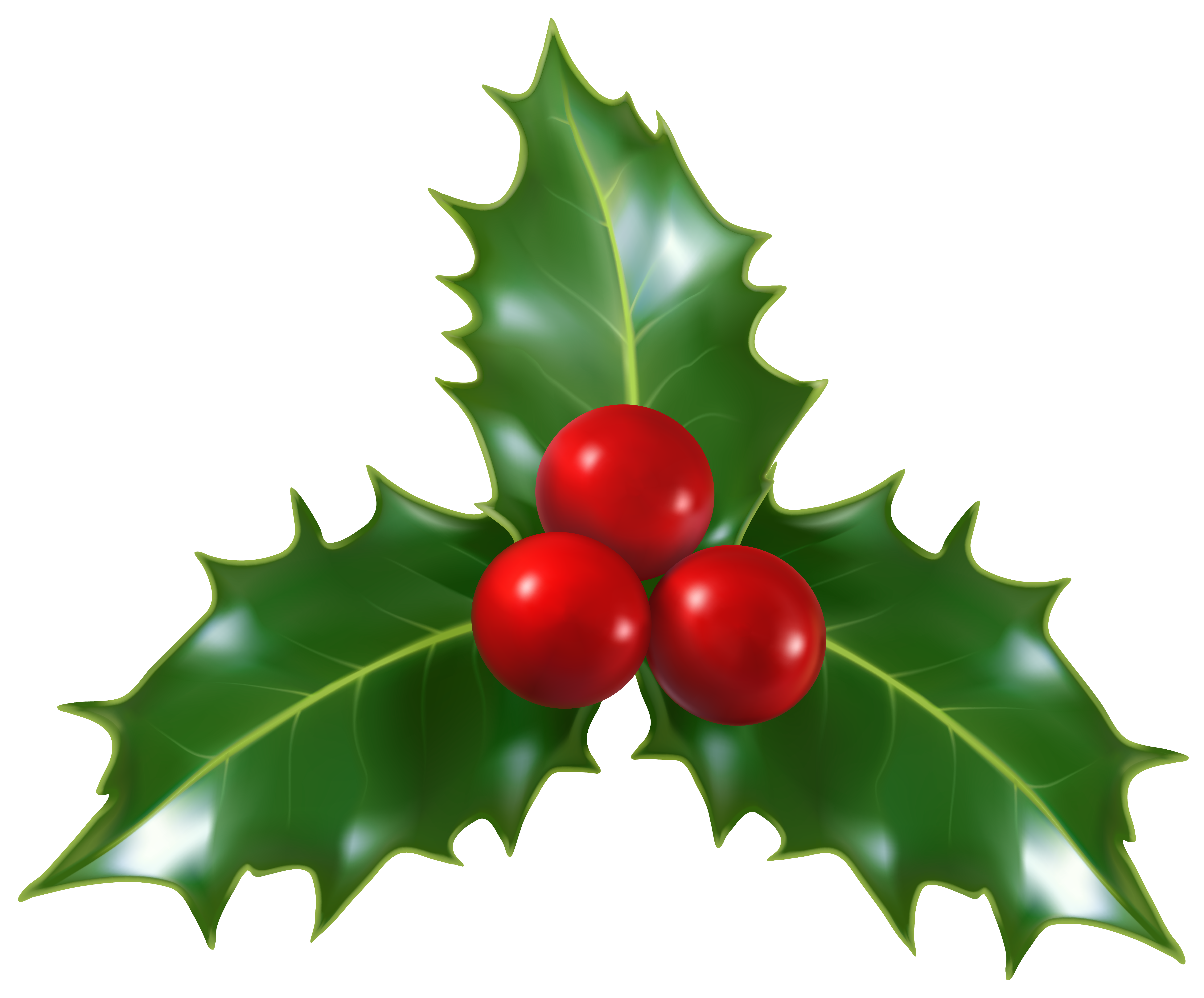 Holly Clip-Art Mistletoe Christmas Common Free HQ Image Clipart