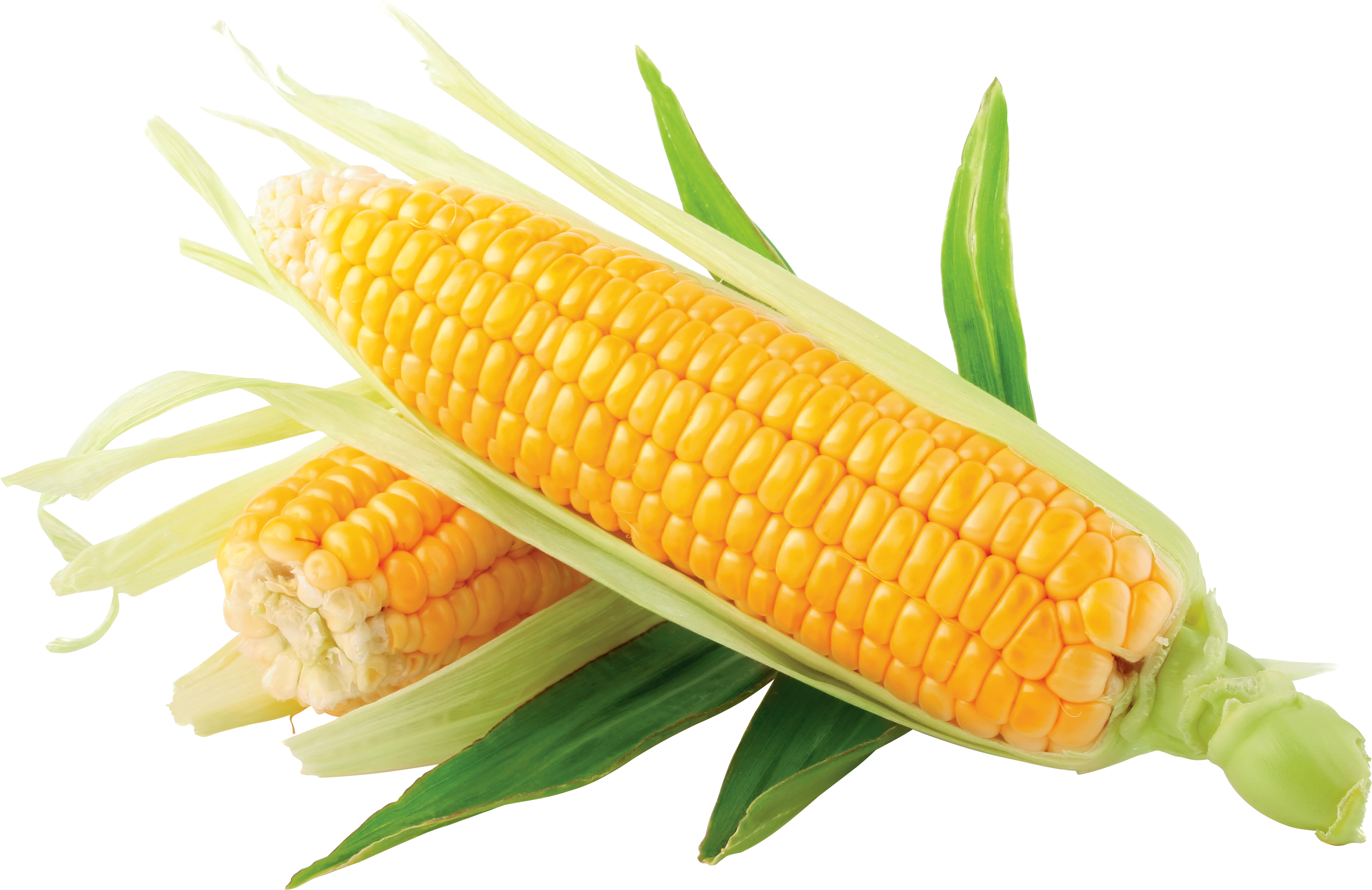 Corn Images Download Yellow Corn Png Image Clipart