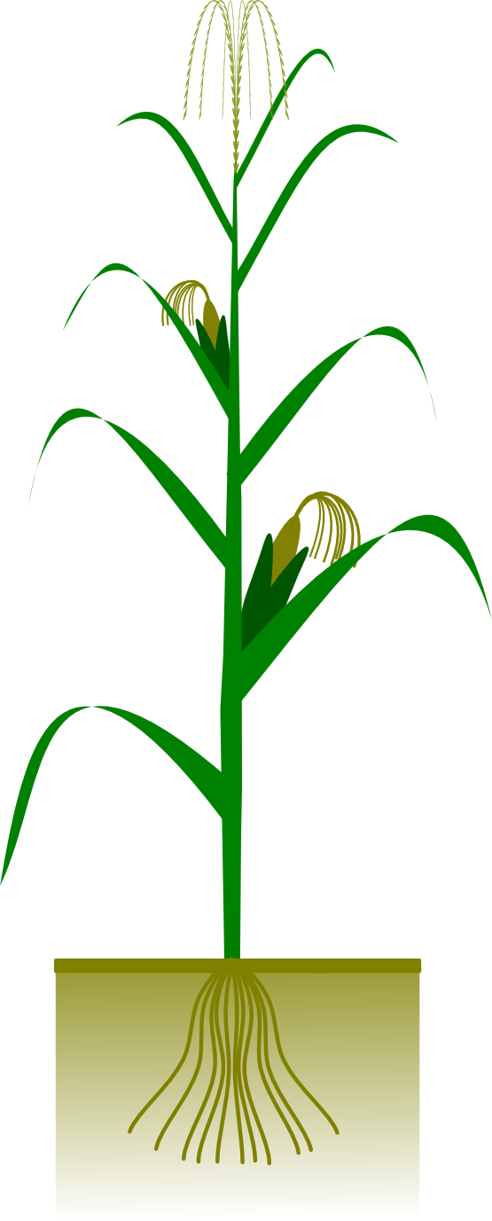 Corn On The Cob Png Images Clipart