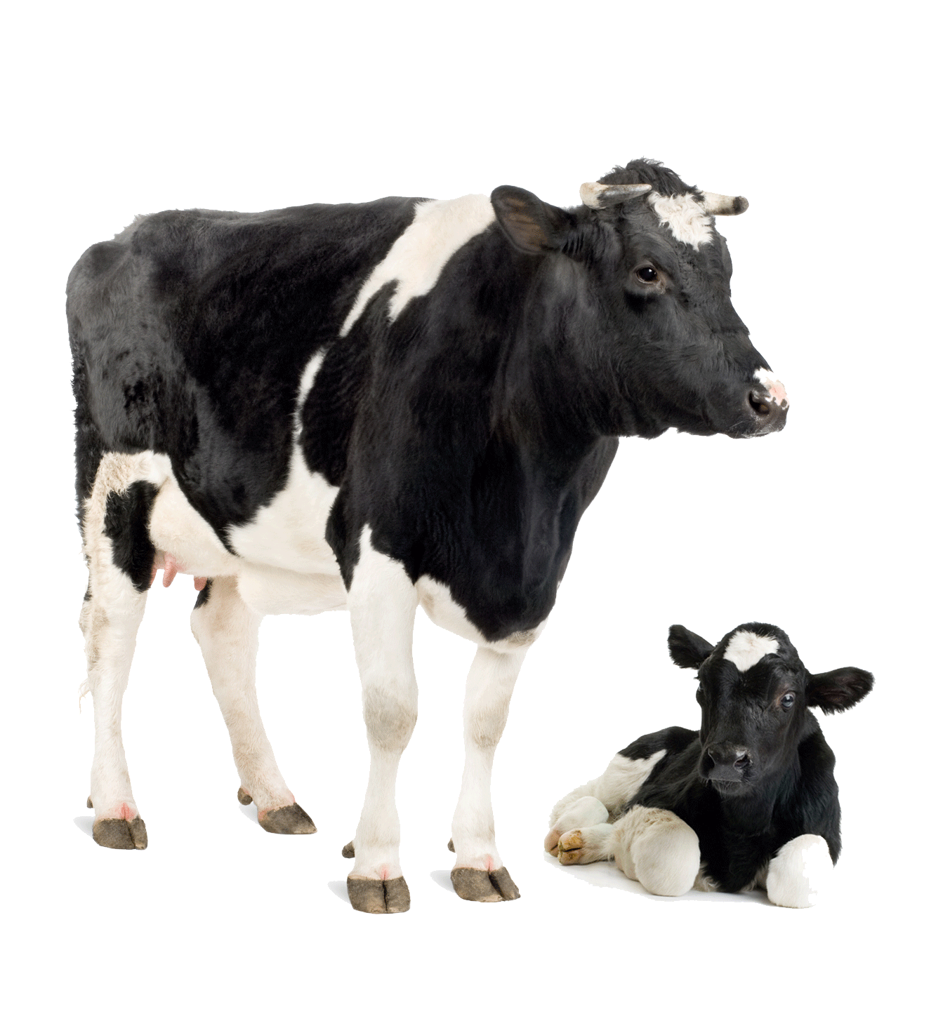 Friesian Cow Park Dairy Calf Cattle Holstein Clipart