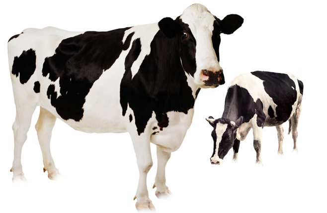 Cute Friesian Livestock Beef Cow Cattle Holstein Clipart