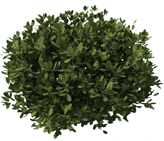 Bushes Plants Plant Tree Shrub Free Download Image Clipart