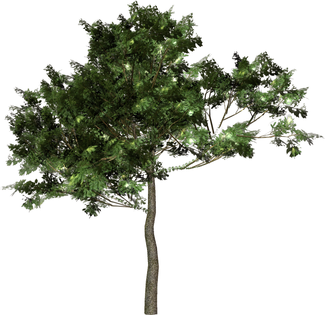 Tree Forest Free Download Image Clipart