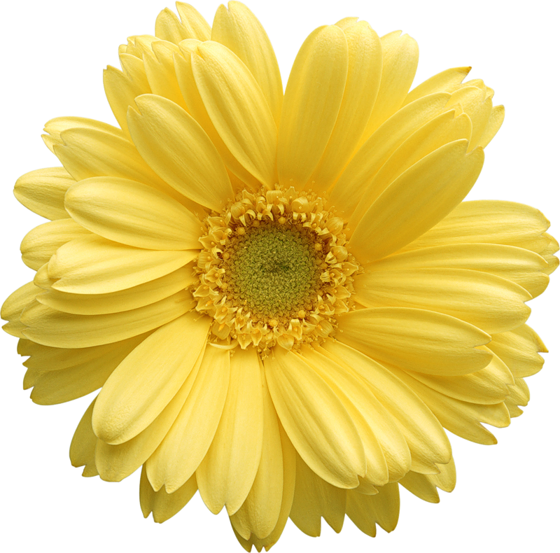 Free Daisy Public Domain Flower Images And Clipart