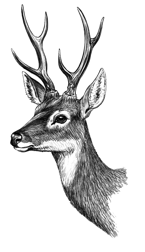 Tattoo Classical Painted Sticker Deer Phan Paper Clipart