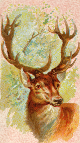Stag Image Clipart