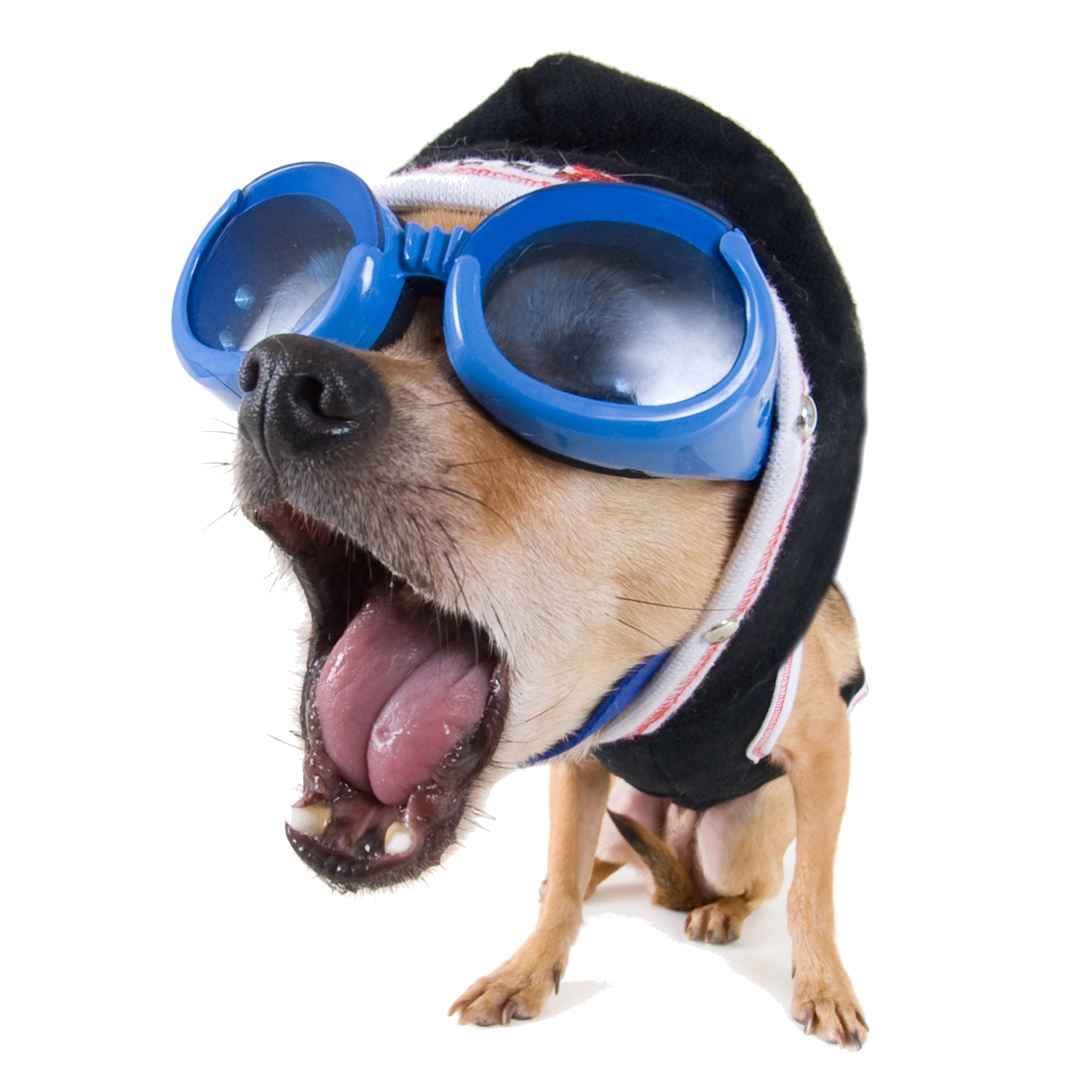 Funny Vector Dog Stock.Xchng Video High-Definition Animal Clipart