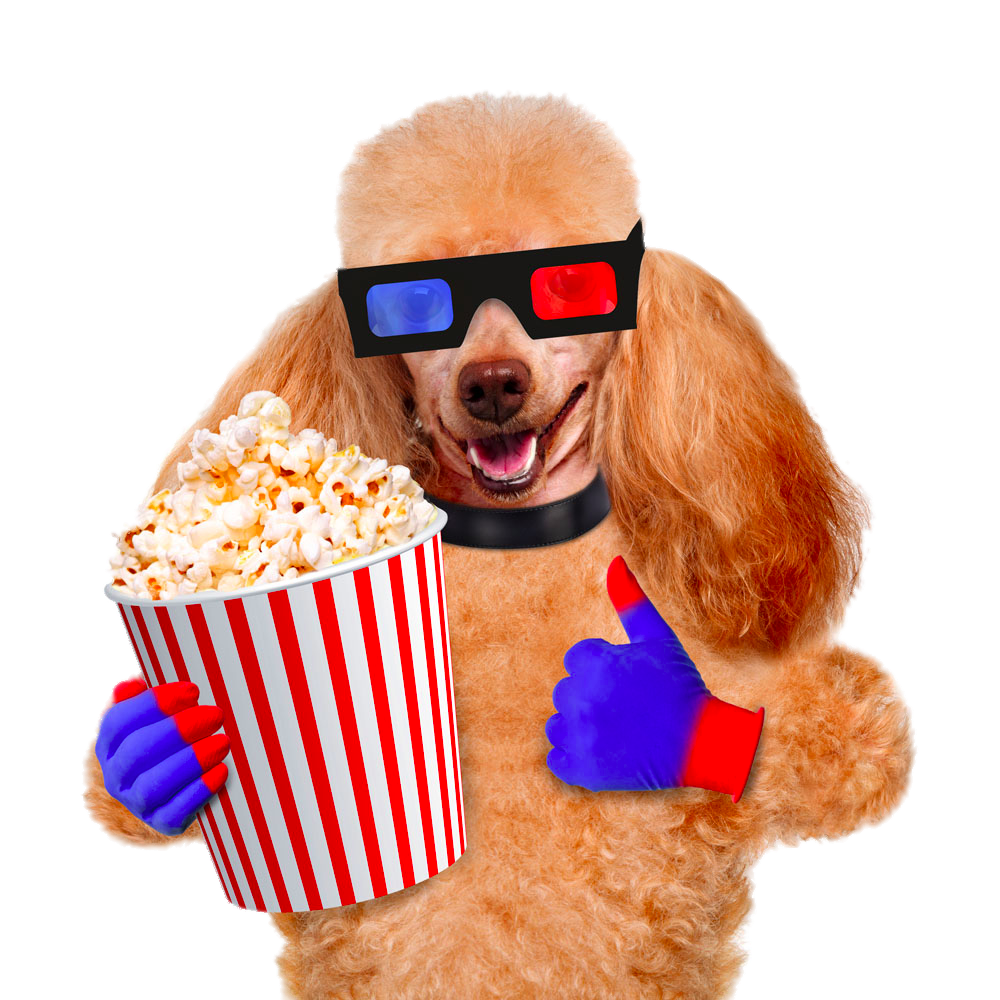 Cinema Photography Pug Dog Popcorn Film Stock Clipart