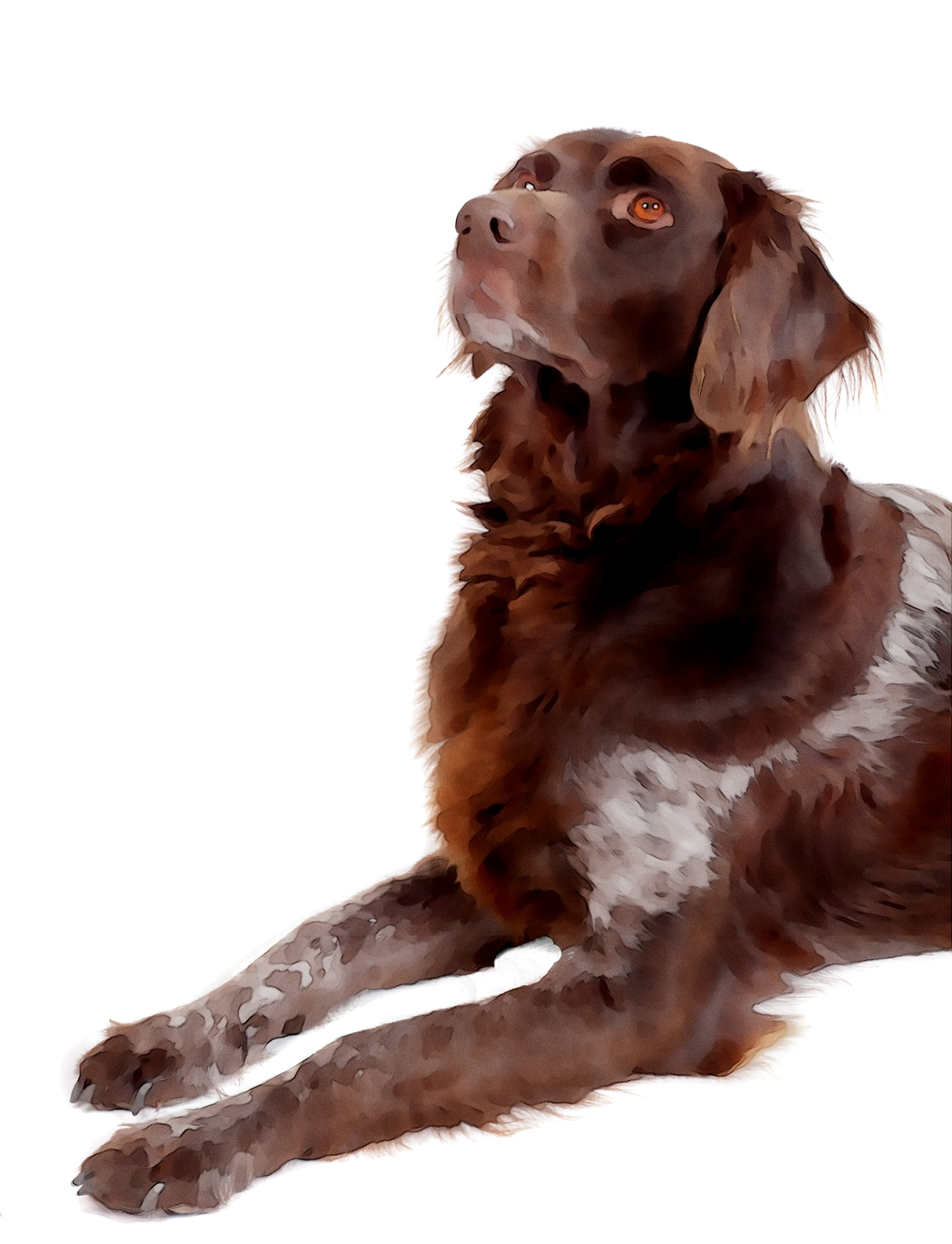 Boykin Hunting German Pet Dog Spaniel Shorthaired Clipart