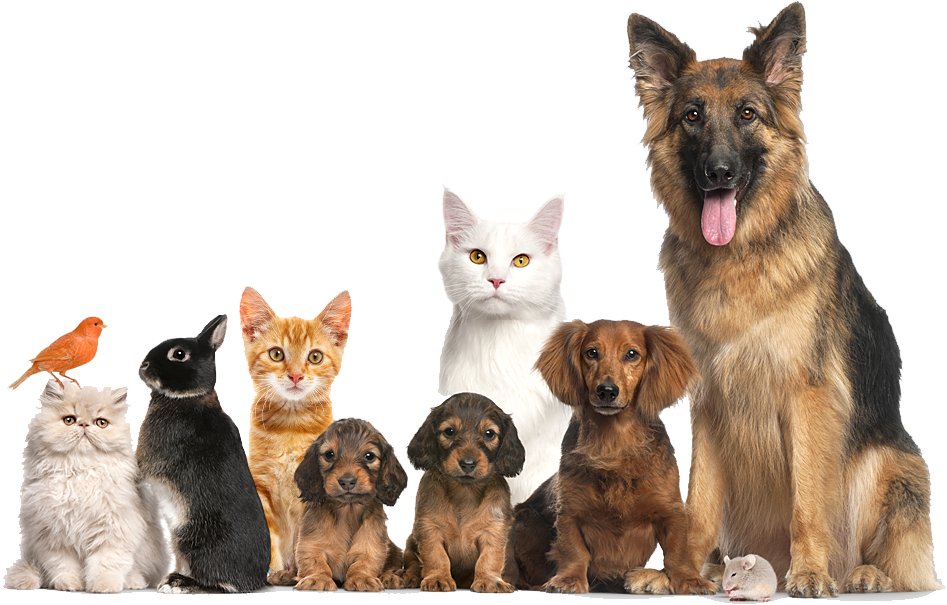 Pet Dog Cat Shelter Adoption Animal Clipart