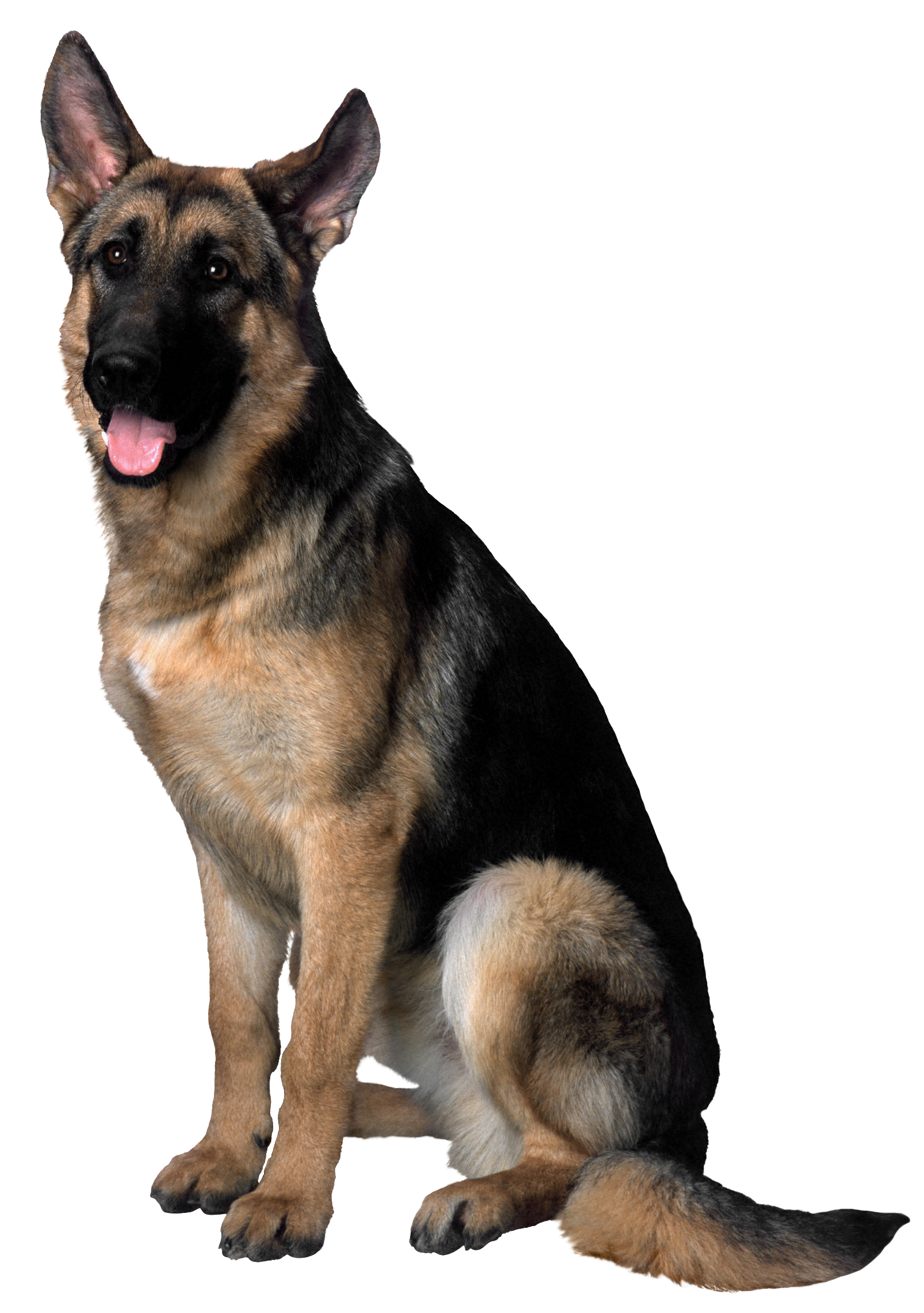 Dog HD Image Free PNG Clipart