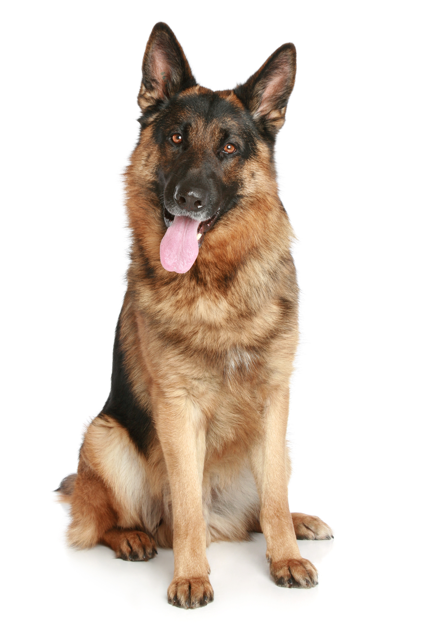 German Shepherd Puppy Pet Dog HQ Image Free PNG Clipart