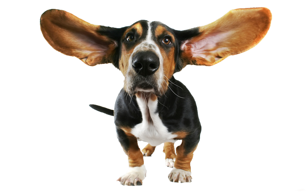Basset Funny Papillon Bloodhound Dog Beagle Chihuahua Clipart
