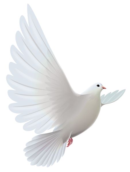 White Dove Transparent Vt White Hd Image Clipart