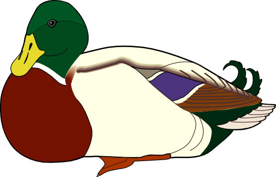 Duck To Use Png Images Clipart