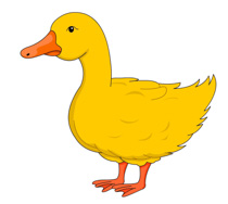 Free Duck Pictures Graphics Illustrations Png Image Clipart