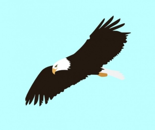 Eagle Animated Dromhfb Top Image Png Clipart