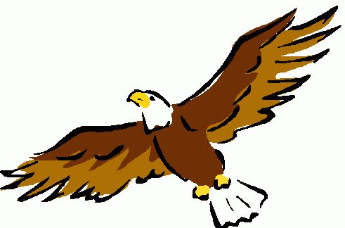 Bald Eagle Eagle Download Png Clipart