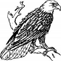 Bald Eagle Vector For Download About Clipart