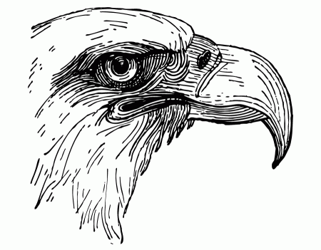 Old Fashioned Bald Eagle Illustration Vintage Fangirl Clipart