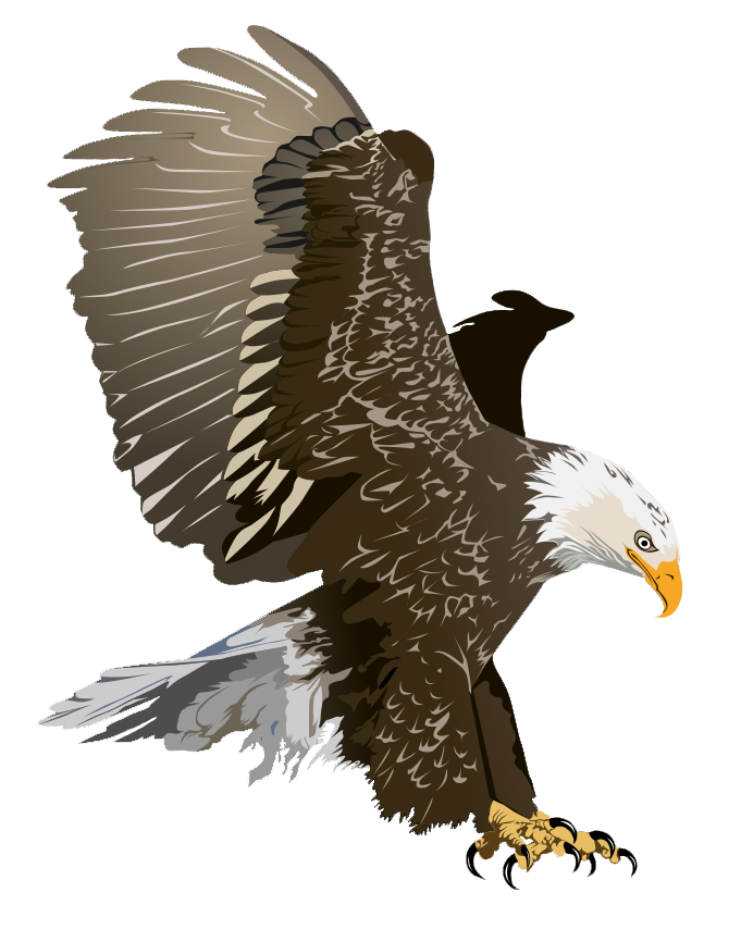 Eagle To Use Hd Image Clipart