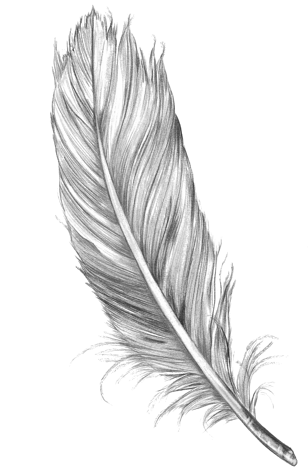 Download Feather Art Drawing Sketch Bird Free Hd Image Clipart Png Free Freepngclipart