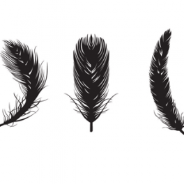 Turkey Feather Download Vector Art Transparent Image Clipart