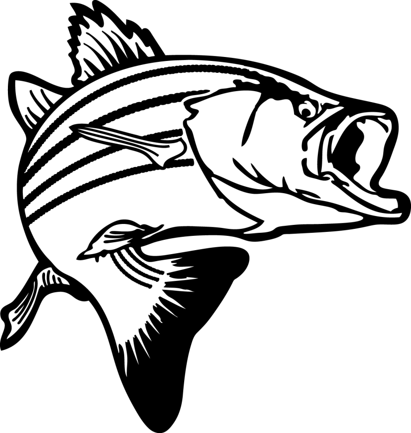 Fish Bass Free Download Clipart
