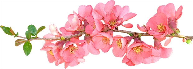 Floral Flower Images Pictures Design Trends Clipart