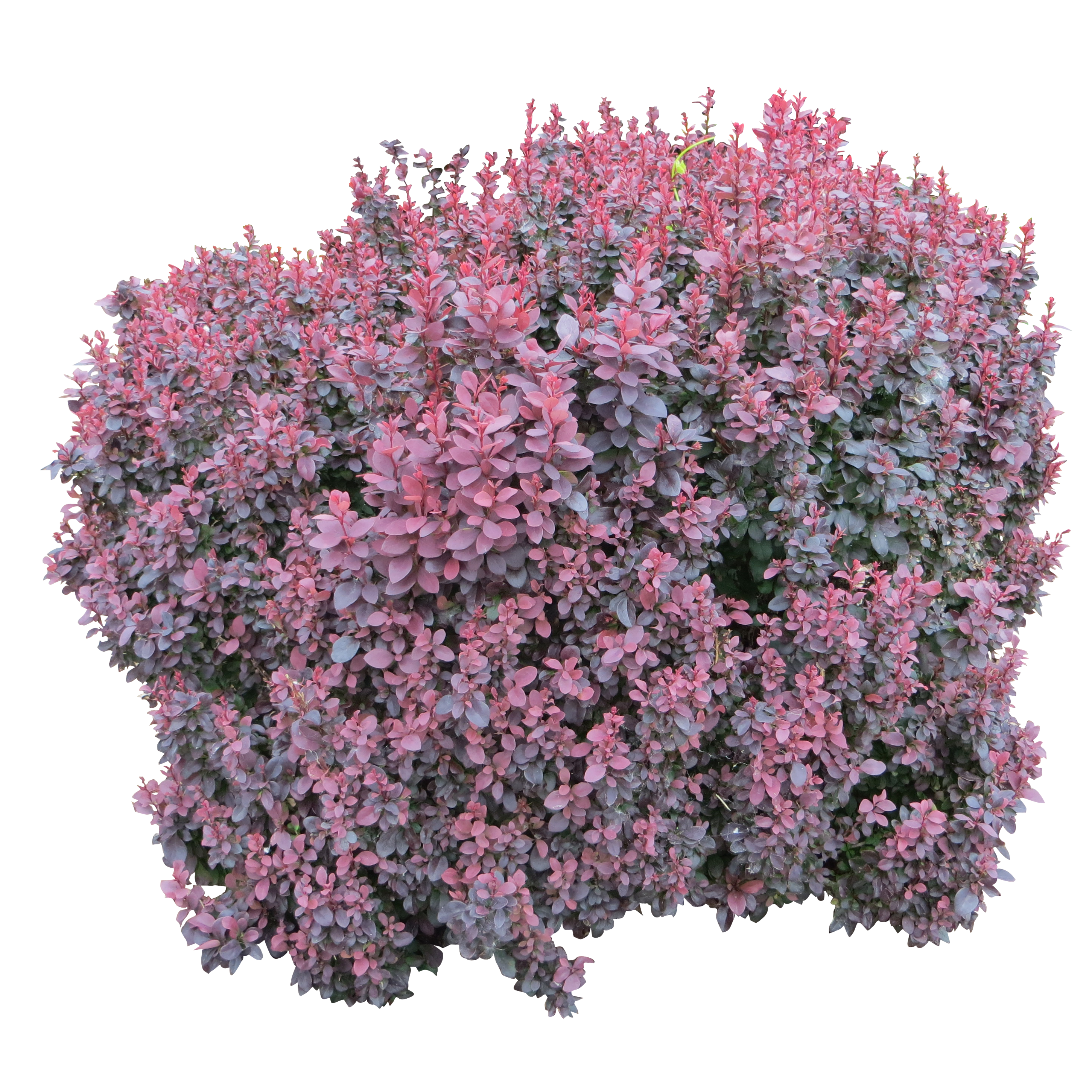 Bush Computer Shrub File Free Download PNG HD Clipart