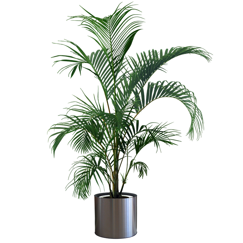Plants Plant Flowerpot Gardening Houseplant Indoor Tree Clipart