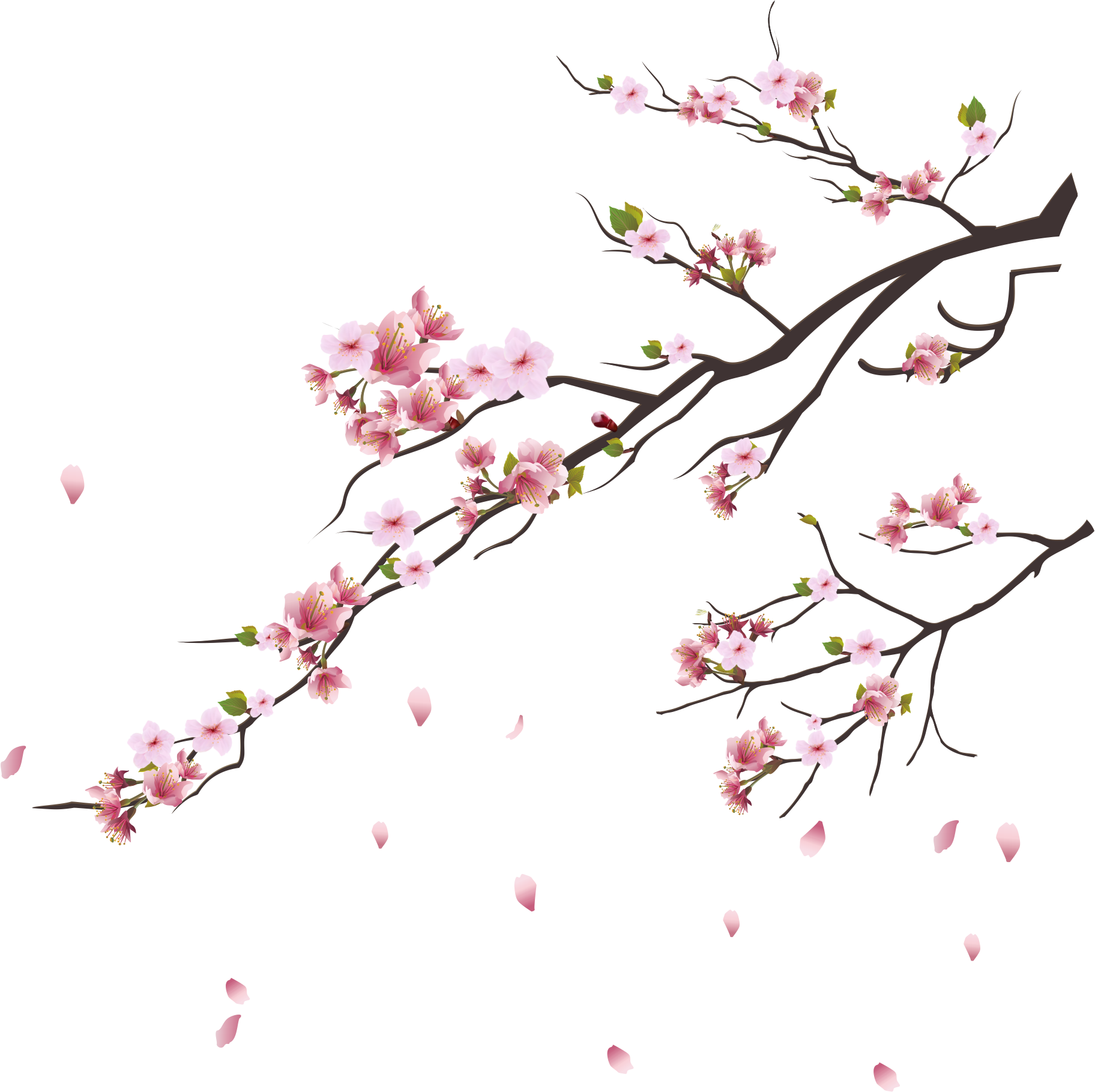 Pink Blossoms Tokyo Blossom Cherry Tsukasa Branch Clipart