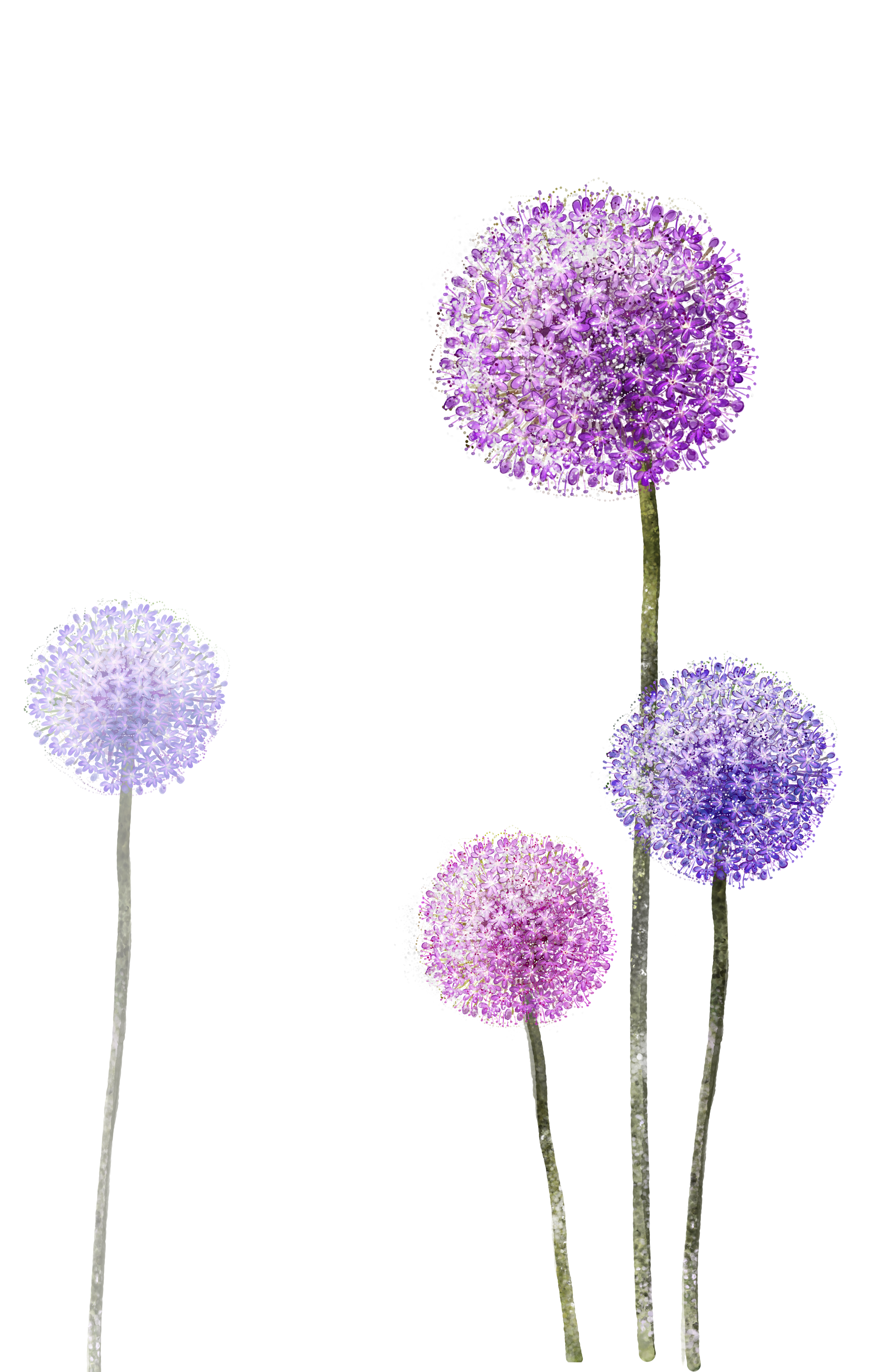 Purple Paper Wallpaper Dandelion HQ Image Free PNG Clipart