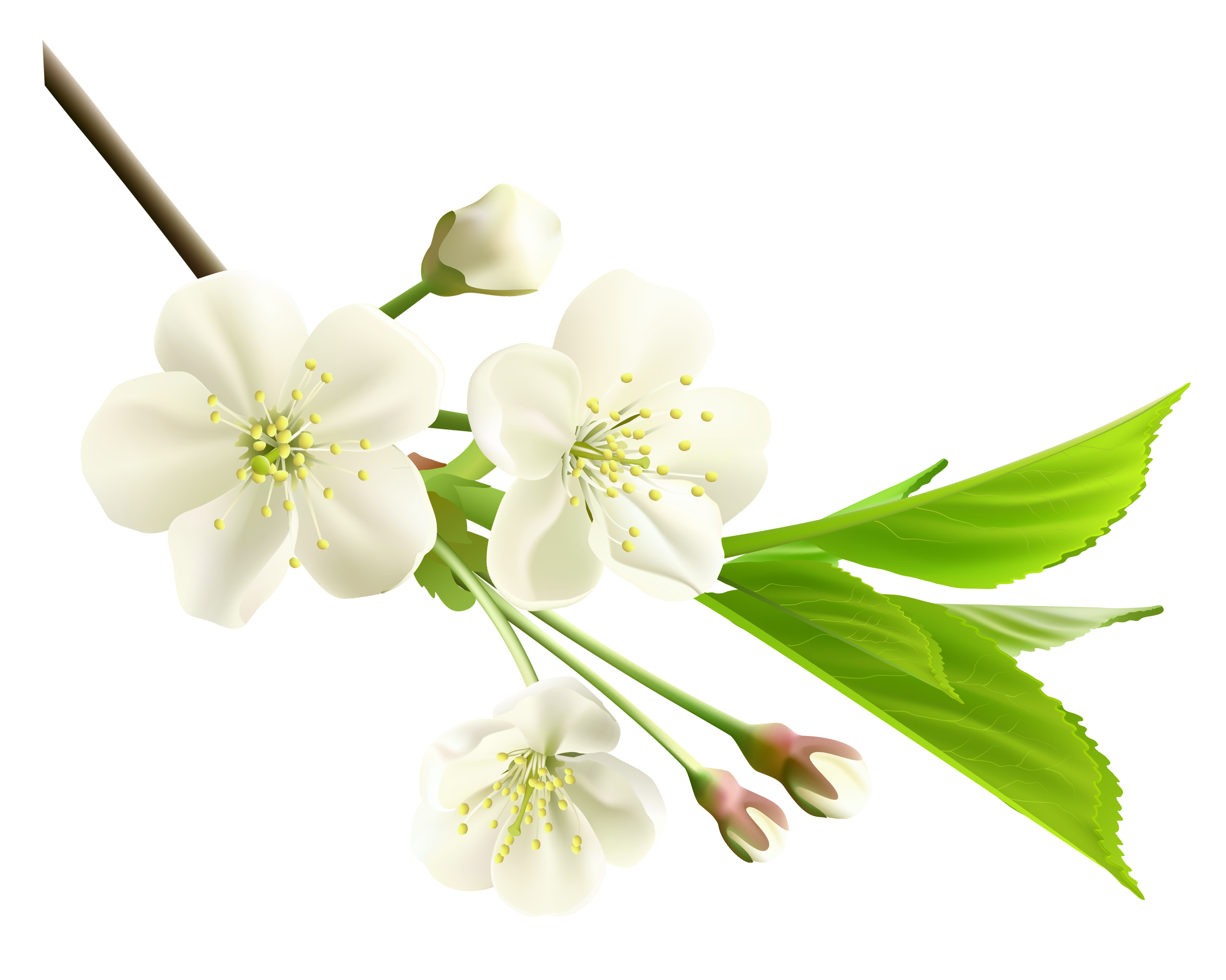 Flower Spring Tree Branch White Flowers With Clipart