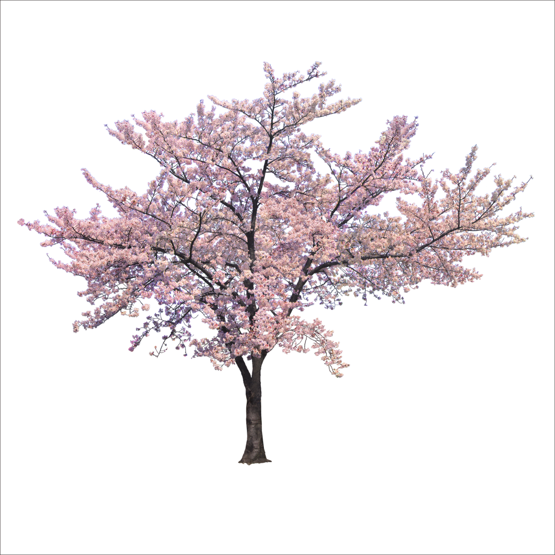 Blossom Cherry Tree Trees Branch PNG File HD Clipart