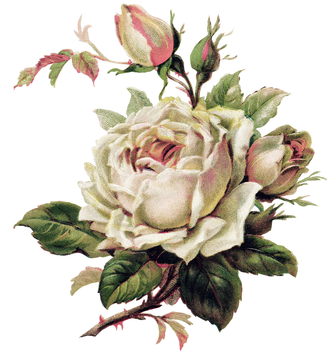 Roses: Beautiful And Flower Varieties For Tattoo Clipart