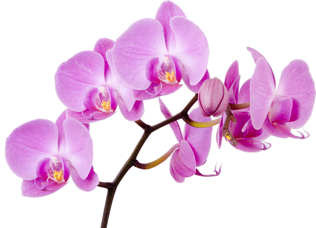 Moth Flower Orchid Boat Orchids Free Transparent Image HQ Clipart