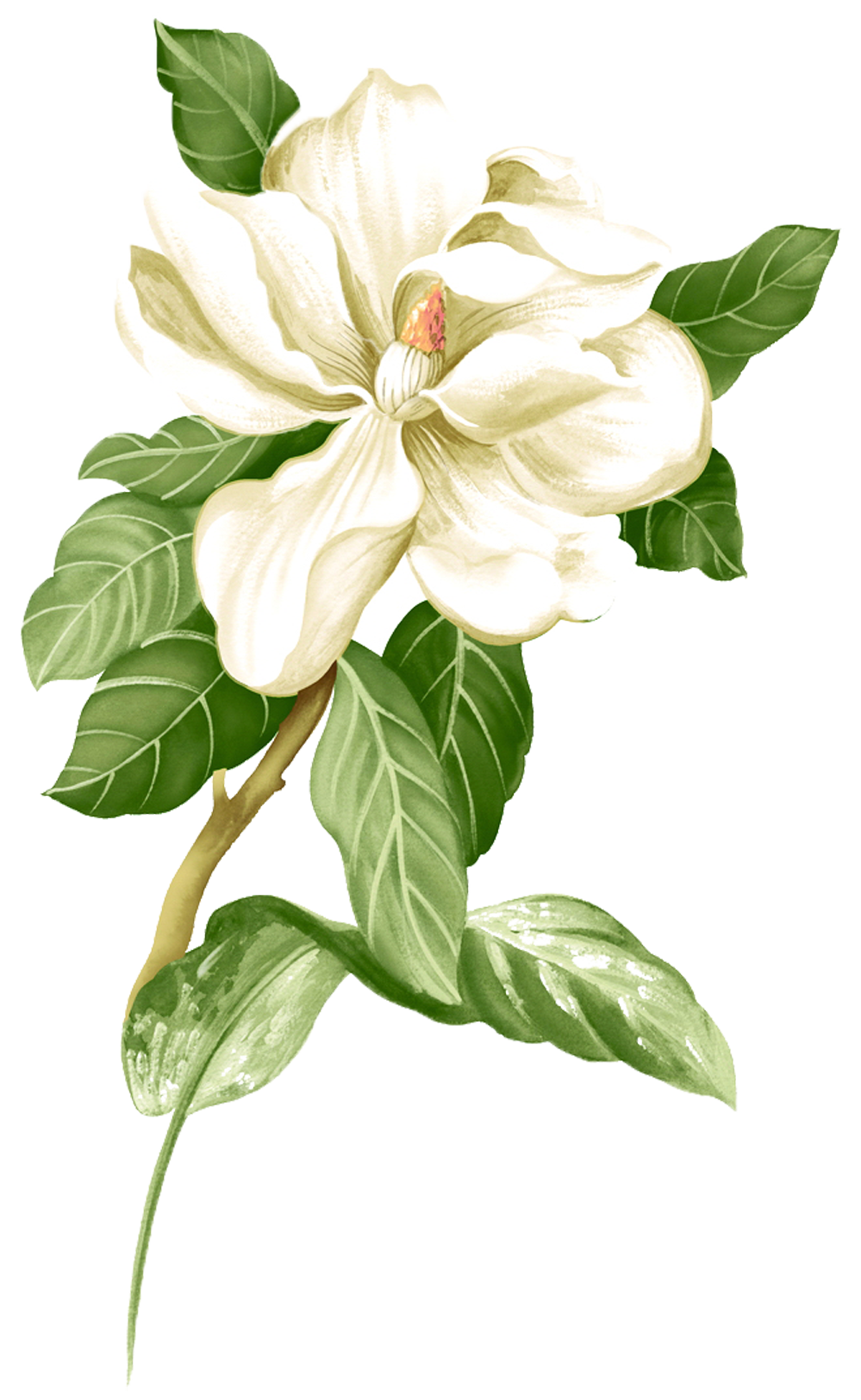 Painted Picture White Material Jasmine Download HQ PNG Clipart