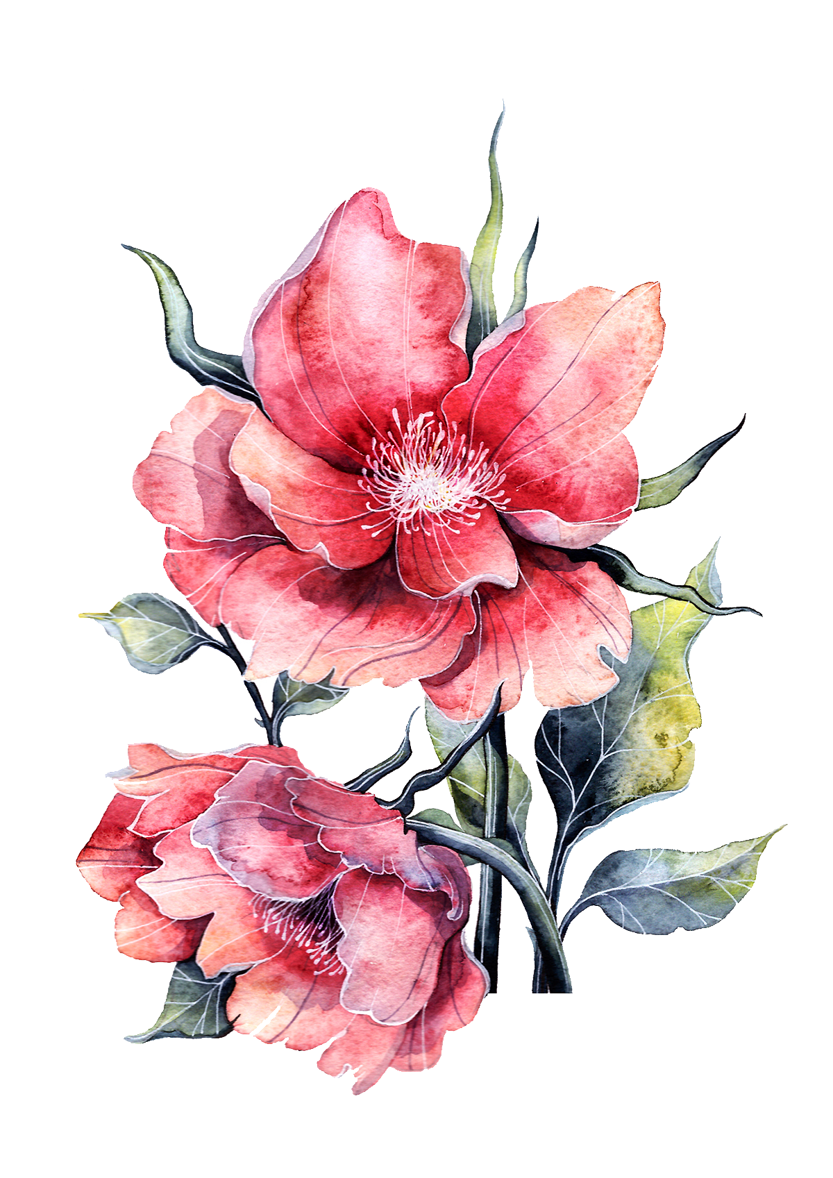 Bloom Flower Peony Rose Watercolor Paper Full Clipart