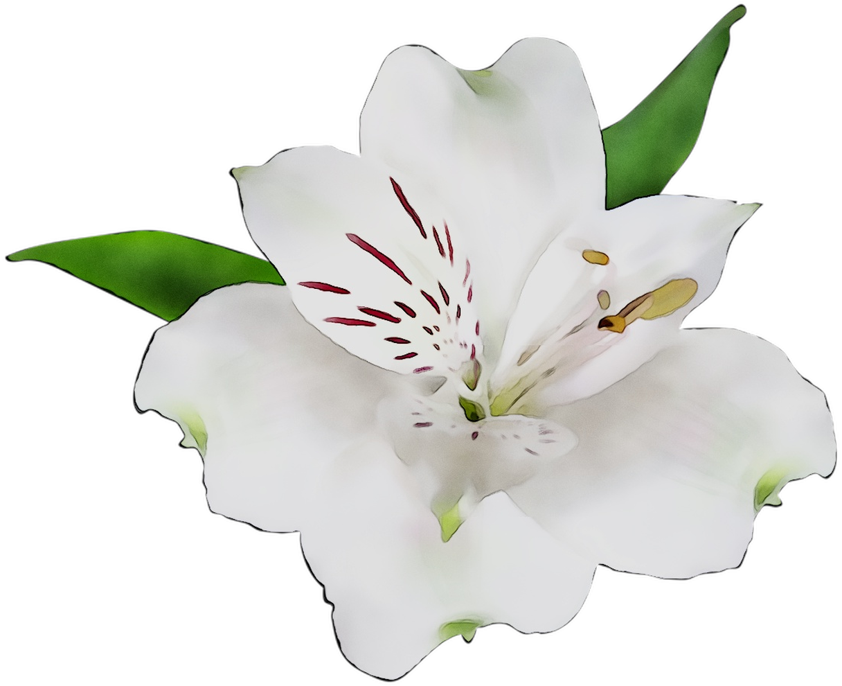 Cut Of Incas The Flowers Lily Clipart
