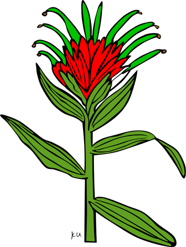 Of Castilleja Miniata Plant Clipart