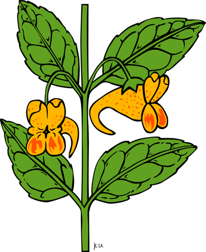 Orange Jewelweed Flower Clipart