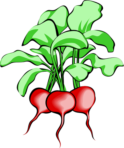 Of Radishes Clipart