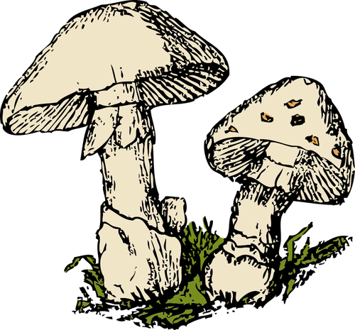 Two Mushrooms Clipart