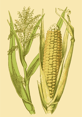 Corn In A Husk Clipart
