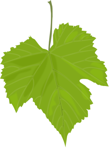 Grape Leaf Clipart